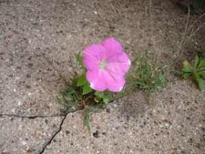 Flower in crack